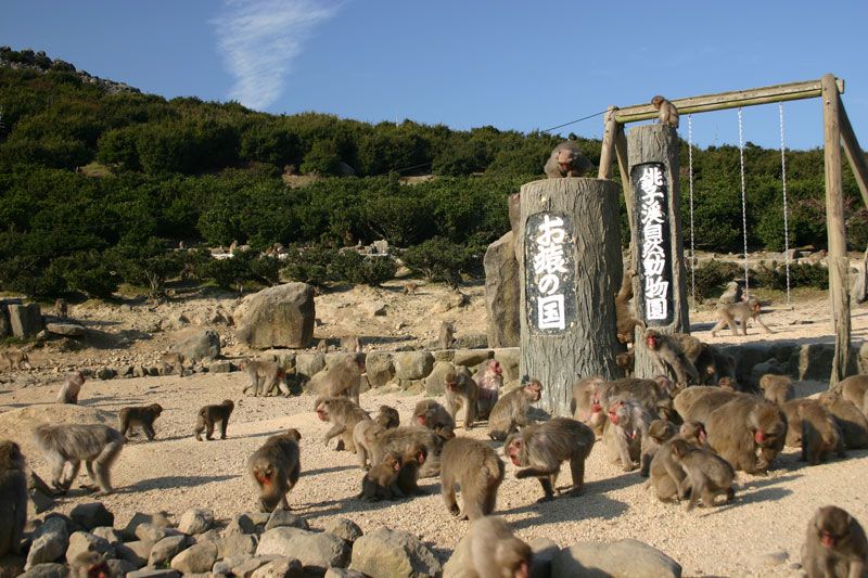 銚子渓　お猿の国
