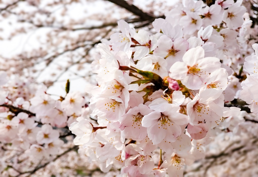 小豆島の桜