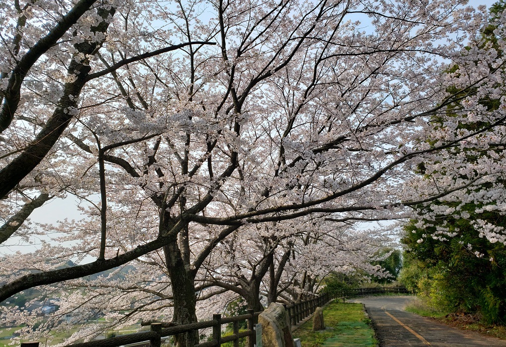 馬越峠の桜並木